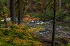 Autumn color along the Ohanapecosh River in Mount Rainier National Park, Washington State, USA Art Print